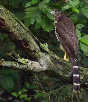 File:Collared Forest Falcon (Micrastur semitorquatus), Campeche, México (14 December 2015).jpg