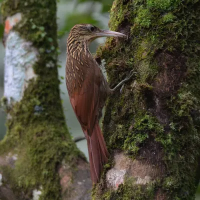 File:Ivory-billed woodcreeper (Xiphorhynchus flavigaster), Catemaco, Veracruz (10 January 2014).jpg