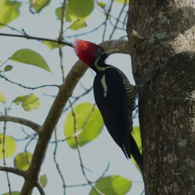 File:Lineated woodpecker (Dryocopus lineatus), Laguna de Sontecomapan, Veracruz (4 January 2014).jpg