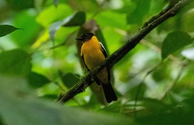 File:Lanio versicolor 78775460.jpg