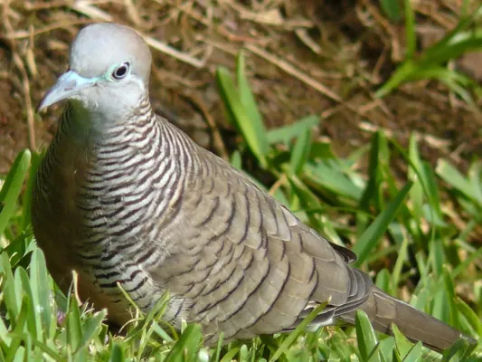 File:Geopelia striata-standing.jpg