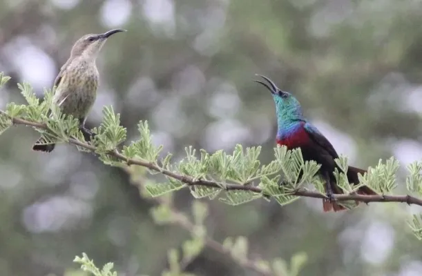 File:Cinnyris shelleyi shelleyi, Caprivi, Birding Weto Tours, a (cropped).jpg