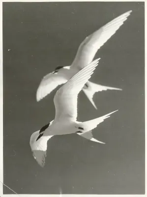 File:White Fronted Tern (Sterna striata) Maori, Tara (6).jpg