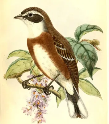 File:PoospizaBolivianaHart (cropped).jpg
