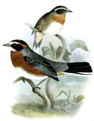 File:PoospizaWhitiiSmit (cropped).jpg