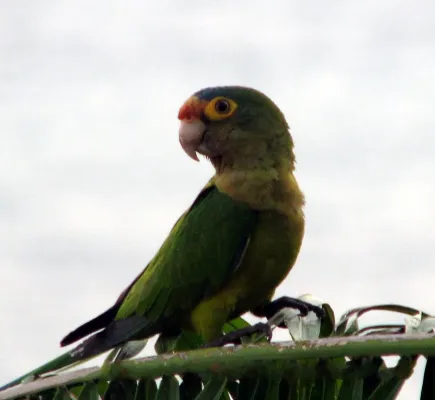 File:Eupsittula canicularis, Arenal, Costa Rica 1.jpg