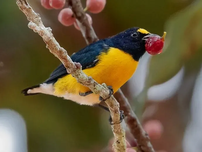 File:Euphonia minuta - White-vented Euphonia (male); Manacapuru, Amazonas, Brazil (cropped).jpg