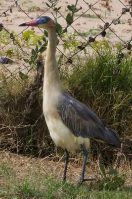 File:Syrigma sibilatrix -Punta del Este, Uruguay-8.jpg