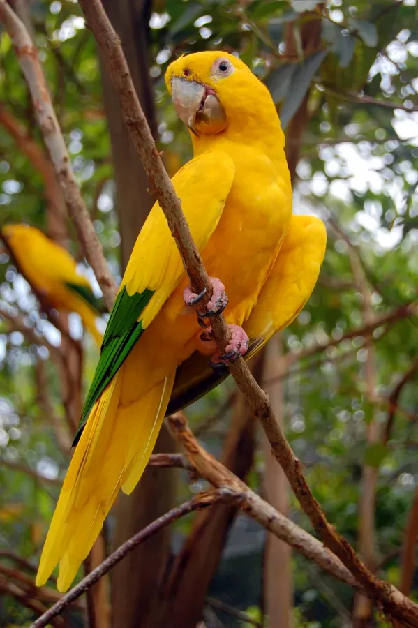 File:Guaruba guarouba -Gramado Zoo, Brazil-8a.jpg