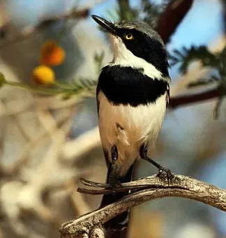 File:Batis pririt -Northern Cape, South Africa -male-8 (cropped).jpg