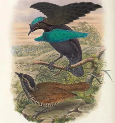 File:Lophorina minor - Monograph of the Paradiseidae (cropped) (cropped).jpg