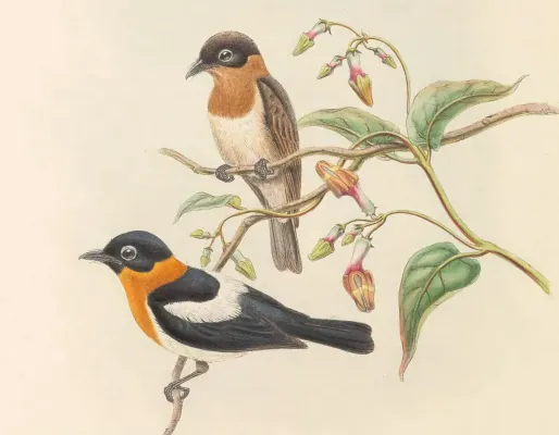 File:Arses insularis - The Birds of New Guinea (cropped) (cropped).jpg