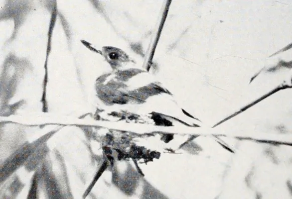File:Myiagra freycineti (cropped).jpg