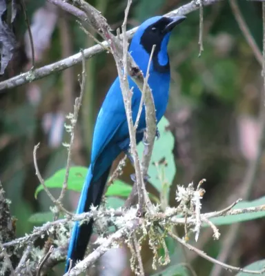 File:Cyanolyca armillata (cropped).jpg