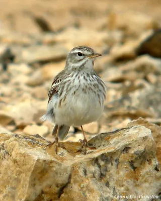File:Berthelot's Pipit Anthus berthelotii berthelotii (25702468218).jpg