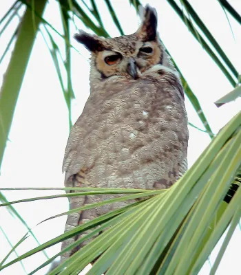 File:Great Horned Owl Bubo virginianus (27349936579).jpg
