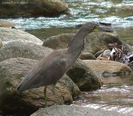 File:Fasciated Tiger-heron Tigrisoma fasciatum (27324517589).jpg