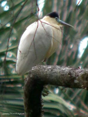 File:Capped Heron Pilherodius pileatus (27324514829).jpg