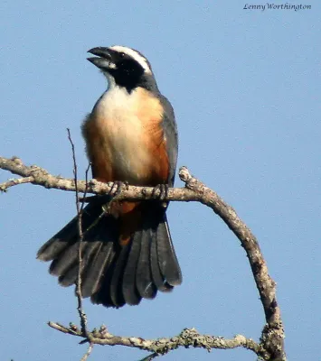 File:Orinocan Saltator Saltator orenocensis (27324503289).jpg