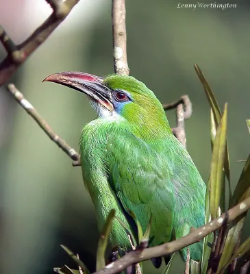 File:Groove Billed Toucanet Aulacorhynchus sulcatus (25235435338).jpg