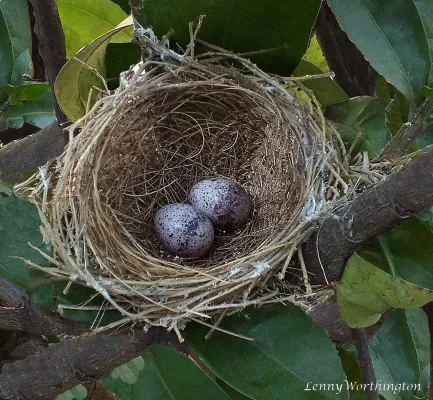File:Streak-eared Bulbul Pycnonotus conradi, Cheelong Chaiyaphum, Thailand (25613368005).jpg