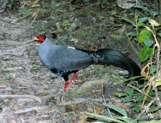 File:Siamese Fireback Lophura diardi (Bonaparte, 1856) (24969062106).jpg