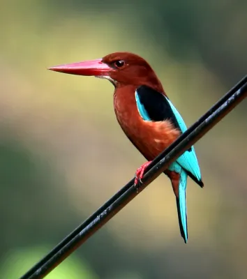 File:Brown-breasted Kingfisher (Halcyon gularis), Luzon, Philippines (16337399009).jpg