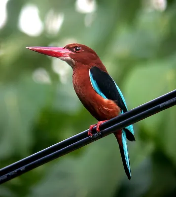 File:Brown-breasted Kingfisher (Halcyon gularis), Luzon, Philippines (15903514213).jpg