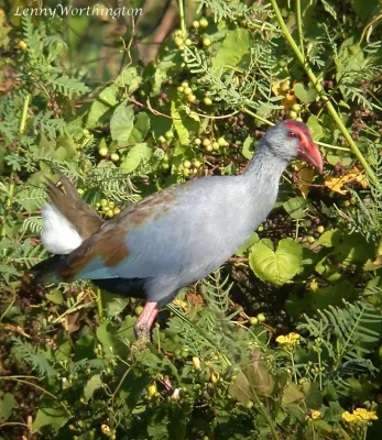 File:Philippine Swamphen Porphyrio pulverulentus, Luzon (15903511383).jpg