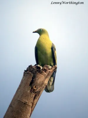 File:Pompadour Green-Pigeon Treron pompadora (16522643152).jpg