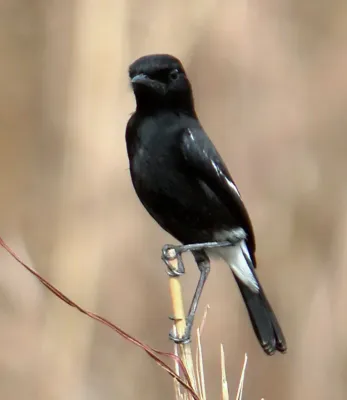 File:Pied Bushchat Saxicola caprata caprata male (16335983358).jpg