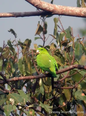 File:Green Raquet-tail Prioniturus luconensis (15901097174).jpg