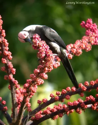 File:Coleto Sarcops calvus calvus (15903512273).jpg