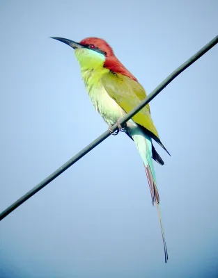 File:Rufous-crowned Bee-eater Merops viridis americanus, Luzon, Philippines (15903502423).jpg