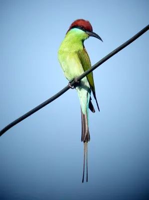 File:Rufous-crowned Bee-eater Merops viridis americanus, Luzon, Philippines (16522644672).jpg