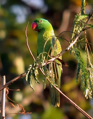 File:Blue-naped Parrot Tanygnathus lucionensis, Luzon (15901094414).jpg