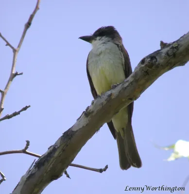File:Thick-Billed Kingbird Tyrannus crassirostris Arizona (16460410022).jpg