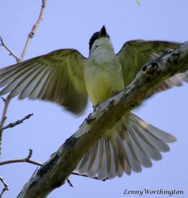 File:Thick-Billed Kingbird Tyrannus crassirostris Arizona (16459606201).jpg