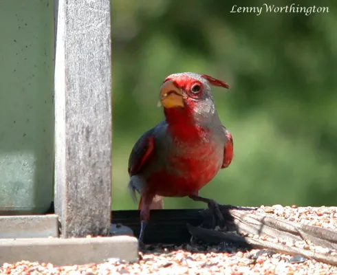 File:Pyrruloxia Cardinalis sinuatus Arizona (15841273673).jpg