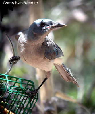 File:Mexican jay Aphelocoma wollweberi Arizona (16273946140).jpg