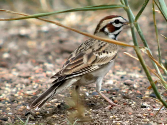 File:Lark Sparrow Chondestes grammacus Arizona (16273926770).jpg