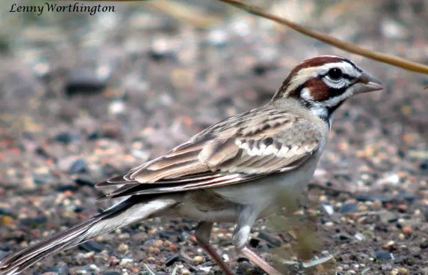 File:Lark Sparrow Chondestes grammacus Arizona (15838829954).jpg