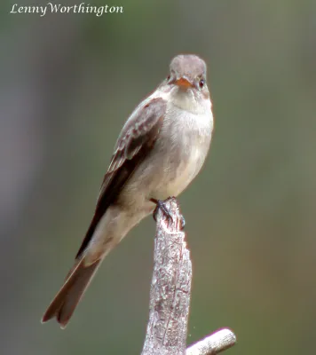 File:Greater Pewee Contopus pertinax (16275114919).jpg