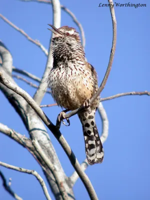 File:Cactus Wren Campylorhynchus brunneicapillus (16435367946).jpg