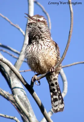 File:Cactus Wren Campylorhynchus brunneicapillus (15838853864).jpg