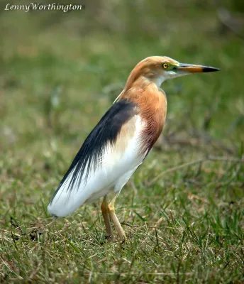 File:Javan Pond Heron Ardeola speciosa (Horsfield, 1821) (16167541500).jpg
