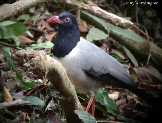 File:Coral-billed Ground Cuckoo Carpococcyx renauldi (Oustalet, 1896) (16353151111).jpg