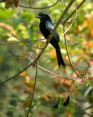 File:Greater Racket-tailed Drongo Dicrurus paradiseus (Linnaeus, 1766) (16169002507).jpg
