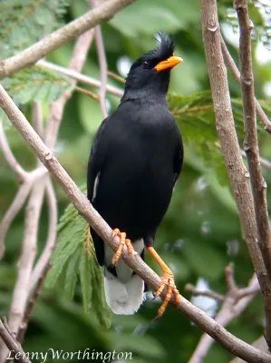 File:White-vented Myna Acridotheres grandis (Moore, 1858) (15734914153).jpg