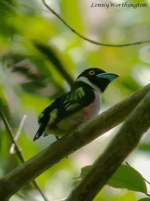 File:Black-and-Yellow Broadbill Eurylaimus ochromalus (Raffles, 1822) (15732445774).jpg